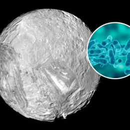 Recent Developments in the Search for Extraterrestrial Life